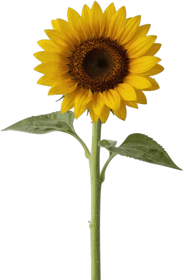 Floarea soarelui