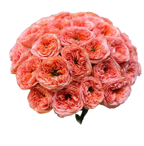 Buchet cu 25 de trandafiri garden coral