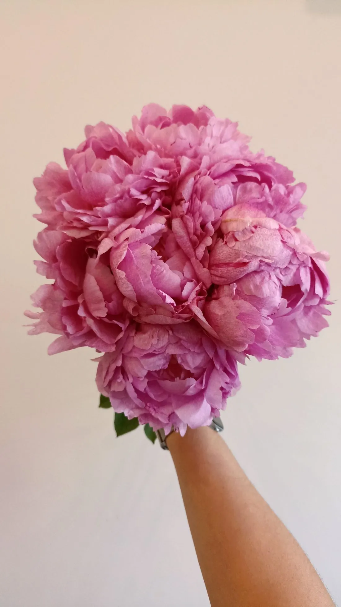 Buchet cu 15 bujori roz