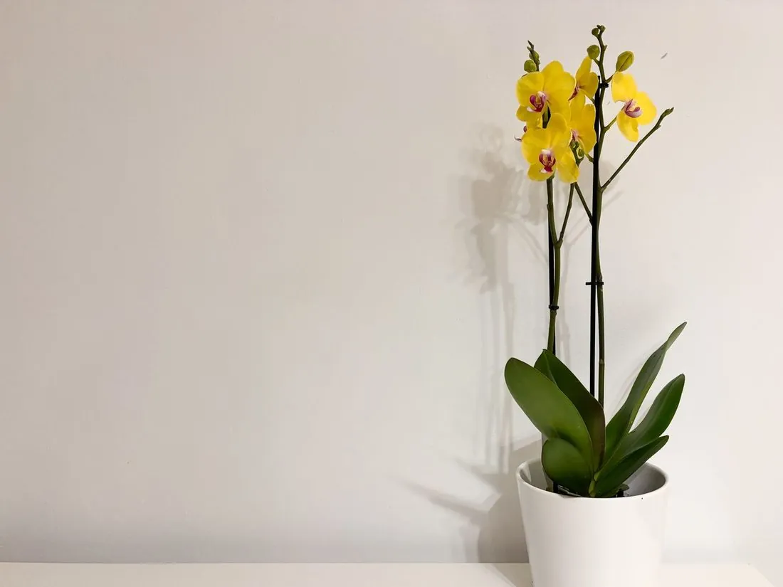 Orhidee Oncidium galbenă