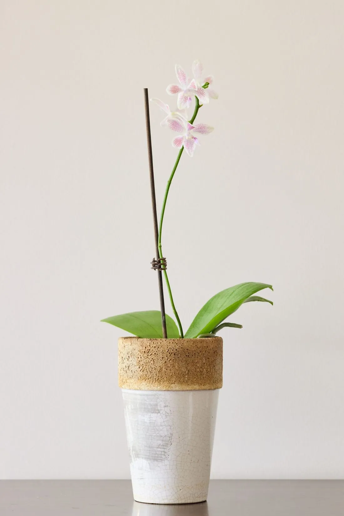 Orhidee Phalaenopsis albă în ghiveci ceramic