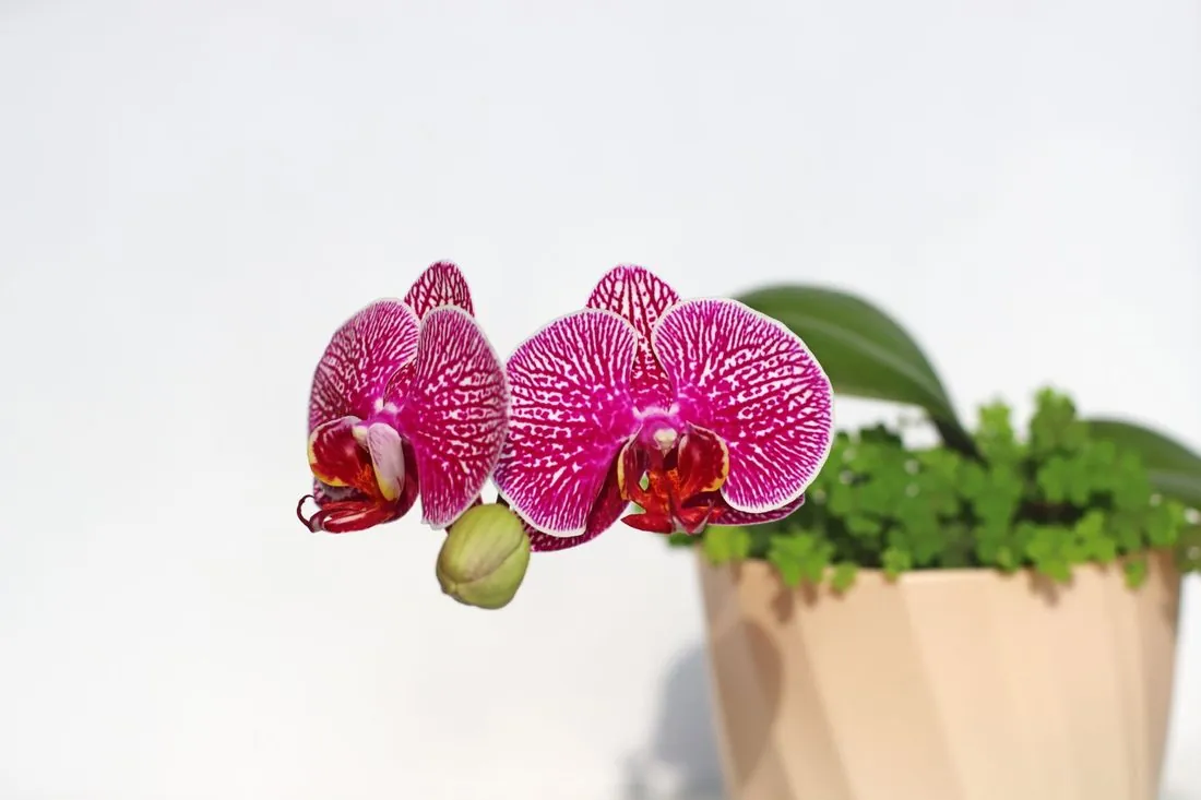Orhidee Phalaenopsis Cascadă