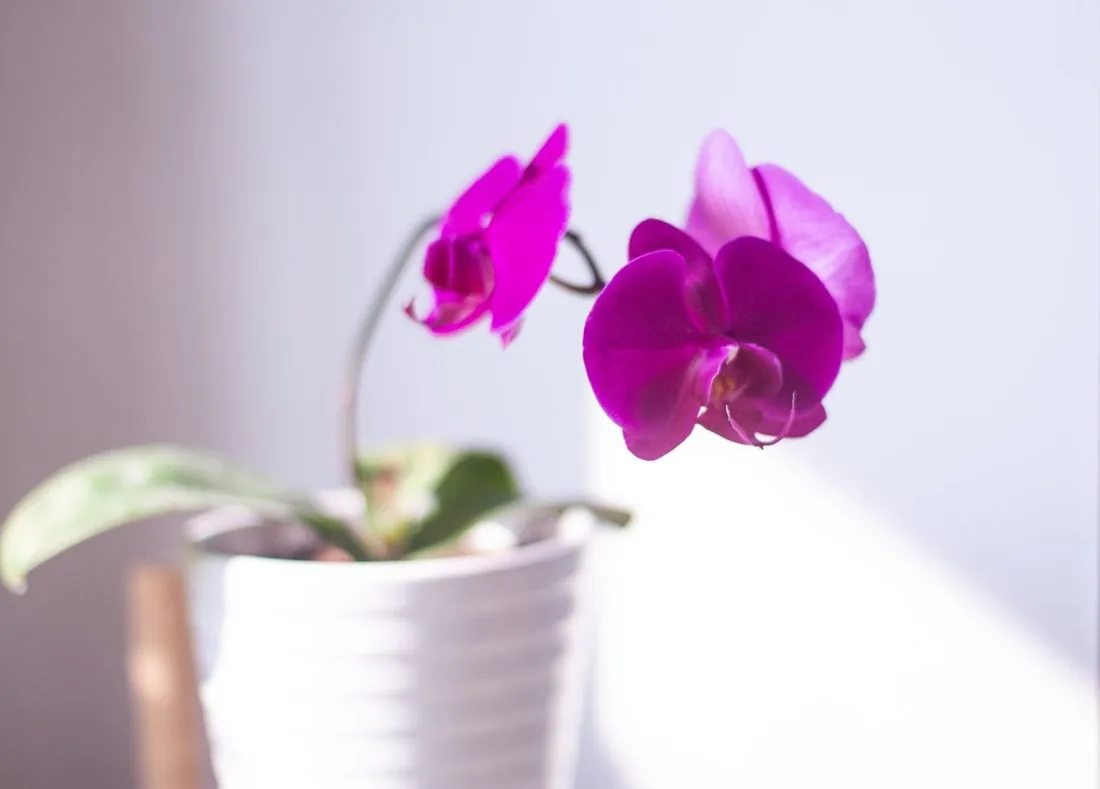 Orhidee Phalaenopsis roz, mini